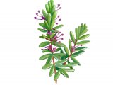 Illustration of Crowberry Flowers (Empetrum nigrum) (#3445)