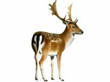 Illustration of Deer (Fallow) Dama dama (#3674)