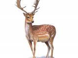 Illustration of Deer (Fallow) Dama dame (#3716)