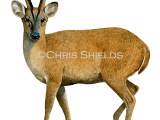 Illustration of Deer (Muntjac) Muntiacus reevesi (#2051)