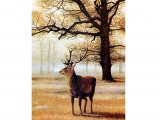 Illustration of Deer (Red) Stag (Cervus elaphus) (#0244)