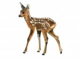 Illustration of Deer (Roe) Fawn (Capreolus capreolus) (#0665)