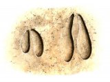 Illustration of Deer Tracks (#0559)