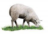 Illustration of Domestic sheep (Ovis aries) (#3196)