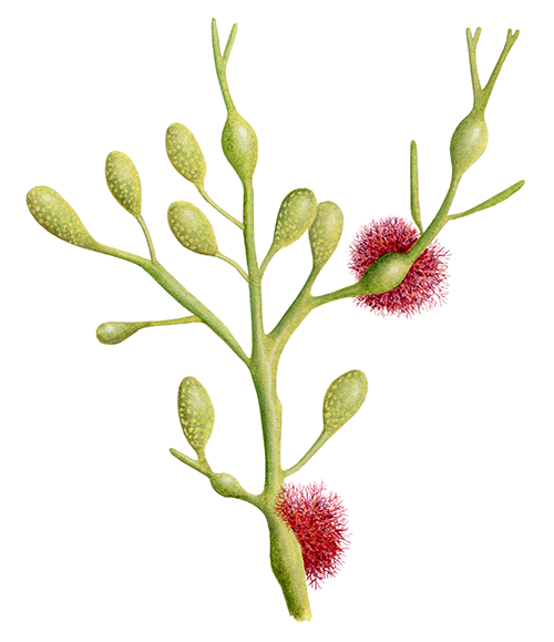 Illustration of Egg Wrack (Ascophyllum nodosum) (#4405)