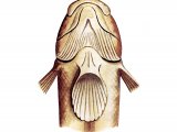 Illustration of Black Goby (Gobius niger) (#3054)