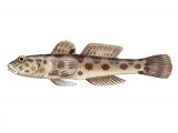 Illustration of Leopard Spotted Goby (Thorogobius ephippiatus) (#3056)