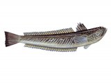 Illustration of Greater Weever (Hyperplus lanceolatus) (#3078)