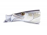 Illustration of Lesser Sand-eel (Ammodytes tobianus) (#3081)