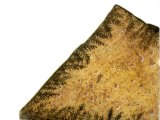 Illustration of False fossil (#0117)
