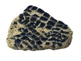 Illustration of Fish Scales fossil (Lepidotus) (#0091)