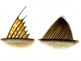 Illustration of Fish fins (#0163)