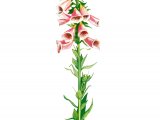 Illustration of Foxglove (Digitalis purpurea) (#4378)