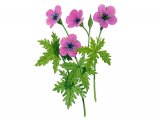 Illustration of Geranium (Wood) Geranium sylvaticum (#0963)
