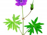 Illustration of Geranium sanuineum (Bloody Cranes-bill) (#2769)