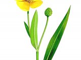 Illustration of Great Spearwort ( Ranunculus lingua) (#3247)