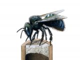 Illustration of Blue Orchard Bee (Osmia lignaria) (#3697)