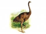 Illustration of Moa (Dinornis) (#0797)