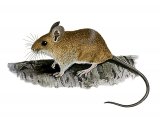 Illustration of Wood Mouse (Apodemus sylvaticus) (#3269)