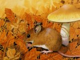 Illustration of Wood Mouse (Apodemus sylvaticus) (#0283)