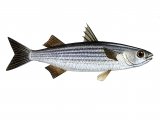 Illustration of Mullet (Thick-lipped) Chelon labrosus (#1085)