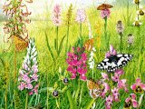 Illustration of Orchid Meadow (#1720)