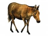 Illustration of Pliohippus (#0651)