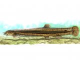 Illustration of Pond Loach (Misgurnus fossilis) (#0176)