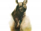 Illustration of Black Rhino (Diceros bicornis) (#1405)