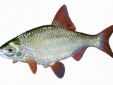 Illustration of Roach (Rutilus rutilus) (#0178)