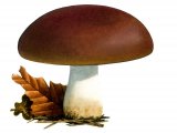 Illustration of Russula viscida (#1882)