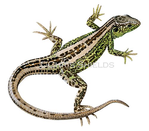 Illustration of Sand Lizard (Lacerta agilis) (#3178)