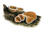 Illustration of Schizophyllum amplum (#3621)