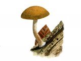 Illustration of Simocybe centunculus var. centunculus (Dingy Twiglet) (#3604)