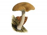 Illustration of Simocybe sumptuosa (#3605)