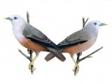 Illustration of Chestnut-tailed Starling male & female (Sturnia malabarica blythii) (#1668)