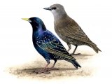 Illustration of Common Starling adult & juvenile (Sturnus vulgaris) (#3654)