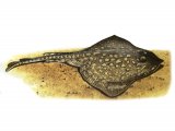 Illustration of Thornback Ray (Raja Claveta) (#1059)