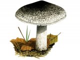 Illustration of Tricholoma atrasquamosum var. atrasquamosum (Dark Scaled Knight) (#3492)