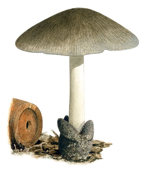Illustration of Volvariella volvacea (#4486)