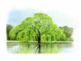 Illustration of Willow (Weeping) Salix chrysocoma (#0834)