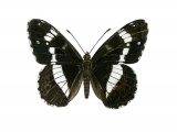 Illustration of White Admiral (Limenitis camilla) (#2003)