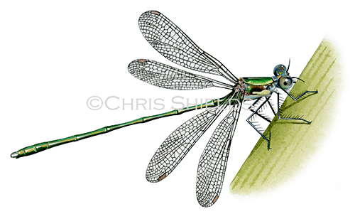 Illustration of Willow Emerald Damselfly (Chalcolestes viridis) (#4496)
