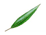 Illustration of Willow leaf (Salix Alba) (#3222)