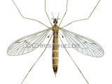 Illustration of Winter Crane Fly (Trichocera maculipennis) (#4671)