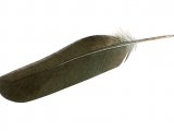 Illustration of Wood Pigeon feather (Columba palumbus) BD0600 (#4371)