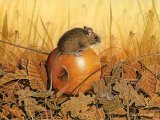 Illustration of Wood Mouse (Apodemus sylvaticus) (#0479)