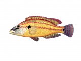 Illustration of Wrasse (Painted) (male) Crenilabrus tinca (#1107)