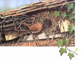 Illustration of Wren (Troglodytes troglodytes) (#0439)