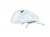Illustration of Yellow-tailed Moth (Euproctis similis) (#2792)